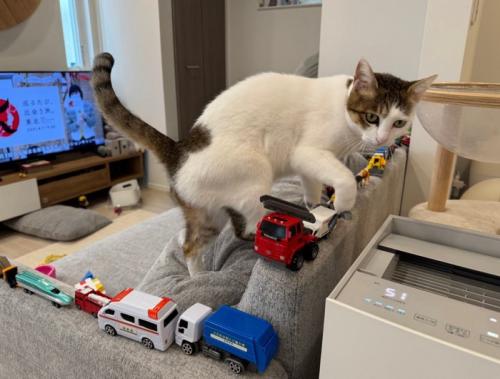 ソファを歩く猫（右向き）