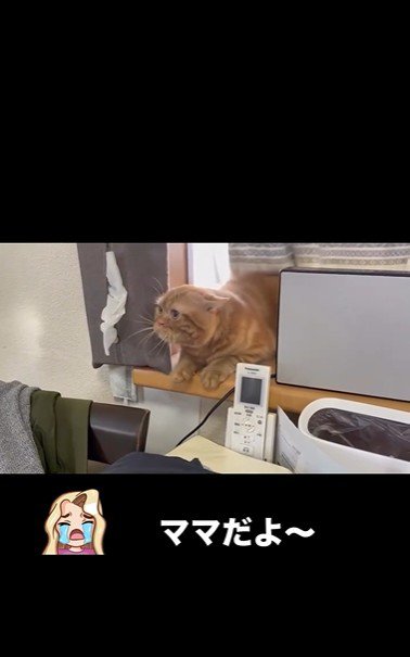 窓辺に寝そべっている猫