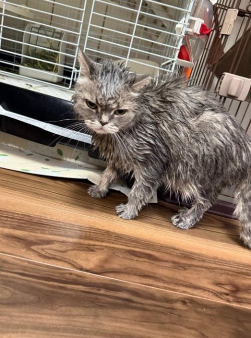 濡れた猫（グレー）
