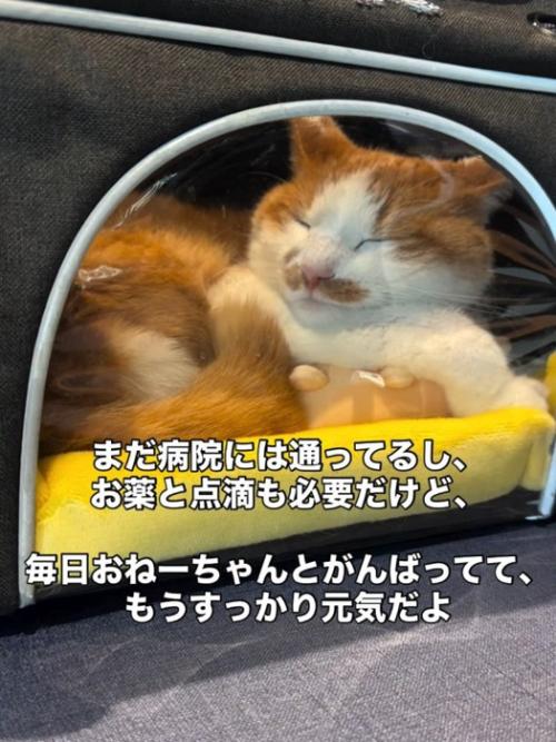 キャリーバッグの中にいる猫