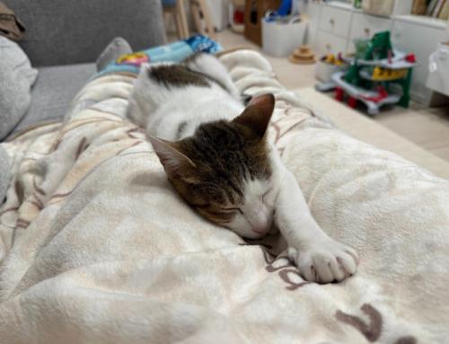 伸びをする猫