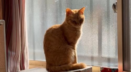 座っている猫