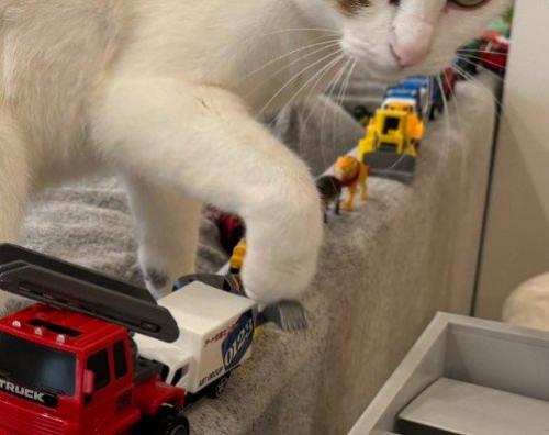 猫の手