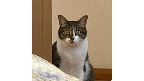 室内にいる猫