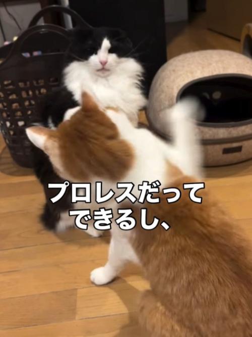 猫パンチする2匹の猫