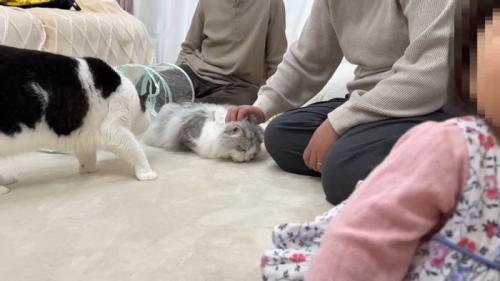 撫でてもらうしろがね丸くん