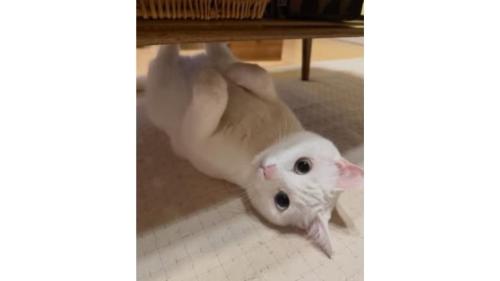 室内にいる猫