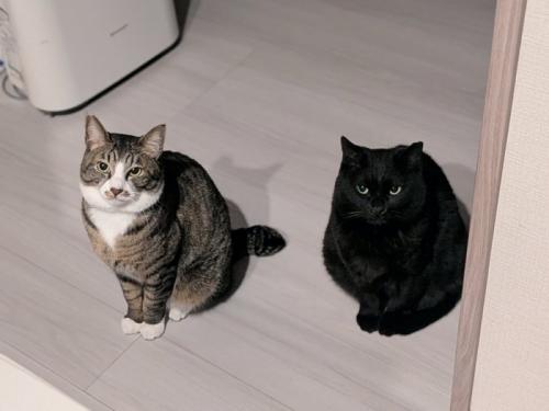 並んで座って飼い主を見上げる2匹の猫