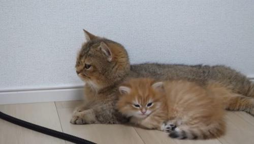 親子猫