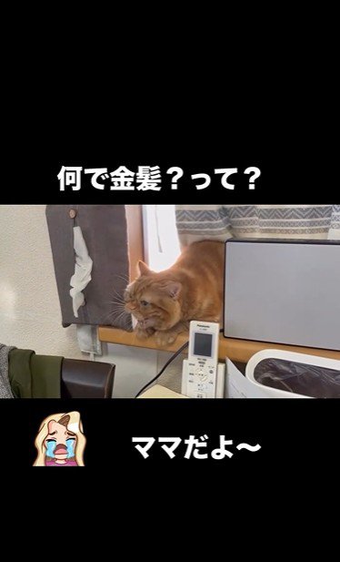 窓辺に寝そべっている猫