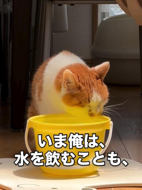 水を飲む猫