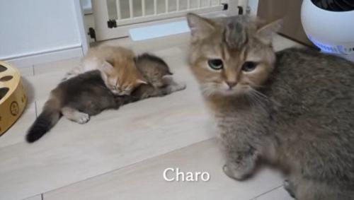 寝てる猫と母猫