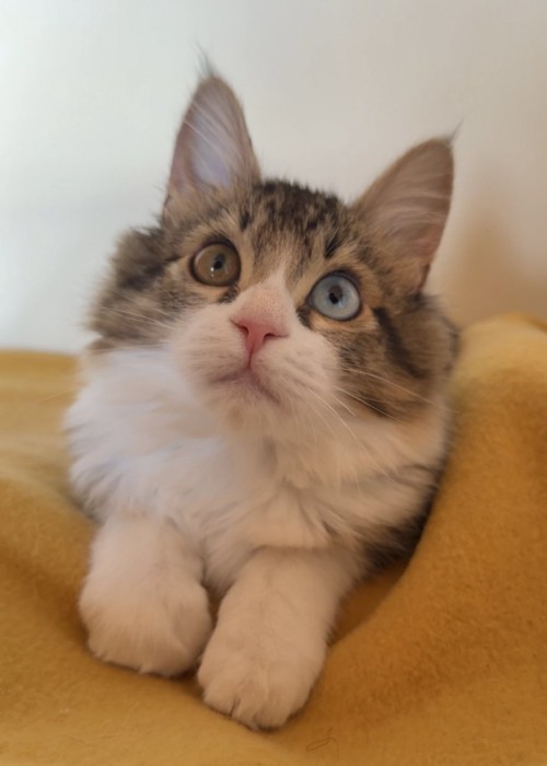 上を見ている猫