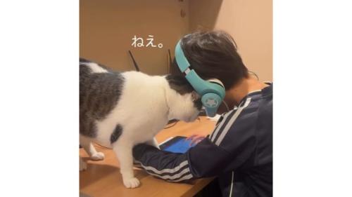 男の子と猫