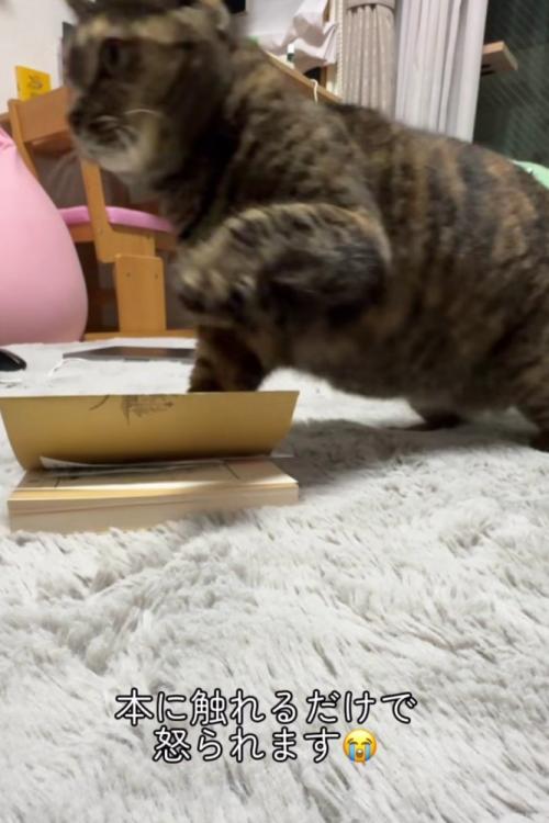 襲いかかろうとしている猫