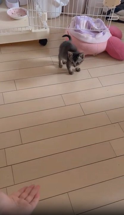 手を見る子猫