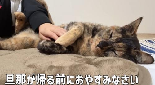 横になって眠る猫
