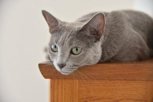 まったりしているロシアンブルー