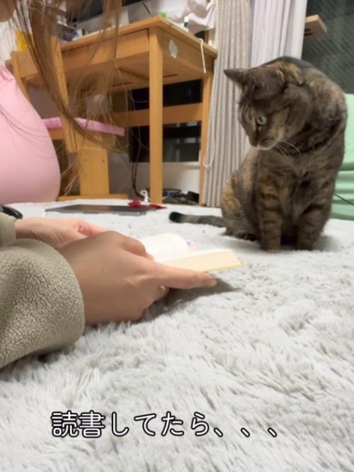 本を見つめる猫