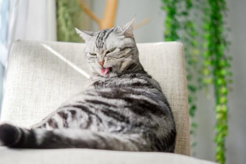 毛づくろいをする猫