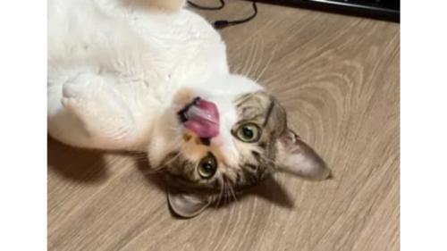 ヘソ天している猫