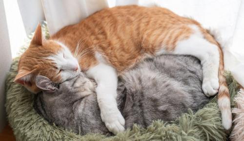 窓辺で眠る二匹の猫