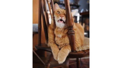 椅子にいる猫