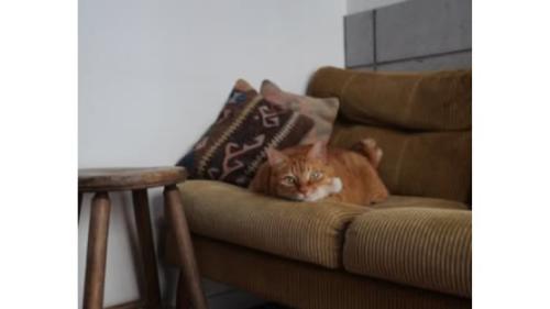 室内にいる猫