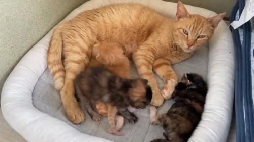 横になってカメラを見る母猫