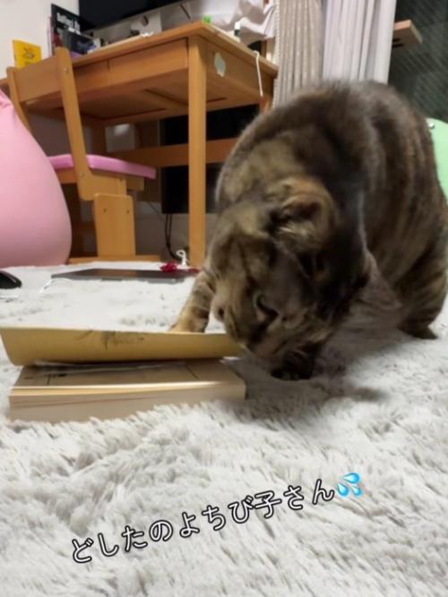 本の端をかじる猫