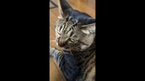 ドアップ