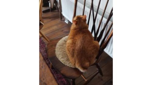 椅子にいる猫
