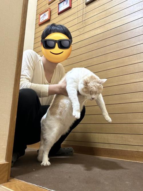 男性に脇腹を掴まれて持ち上げられる猫