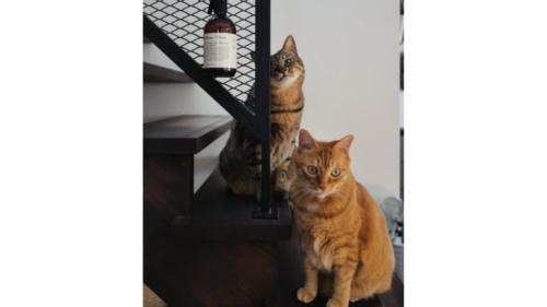 階段にいる猫
