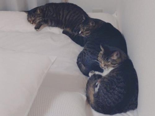 壁づたいに前にいる猫のお尻に頭を乗せて繋がっている3匹の猫