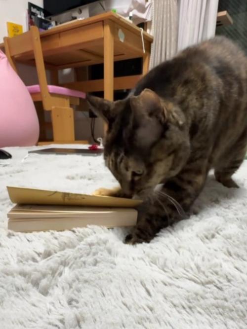 本を制圧する猫