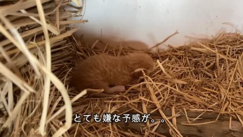 わらの上にいる子猫