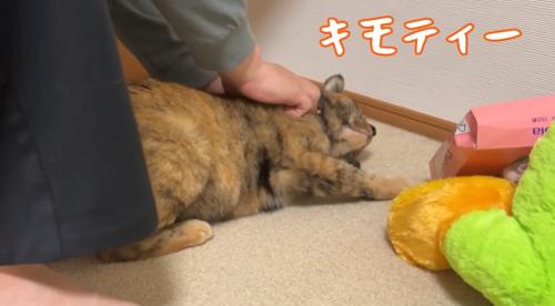 マッサージをされる猫