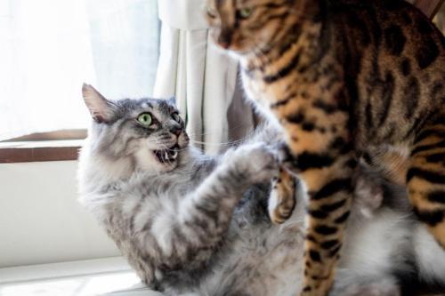 ケンカする猫