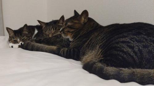 目の前の猫のお尻を枕にしてくつろぐ3匹の猫