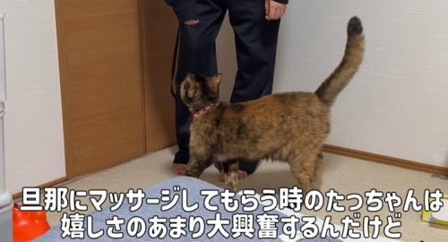 人の足にすり寄る猫