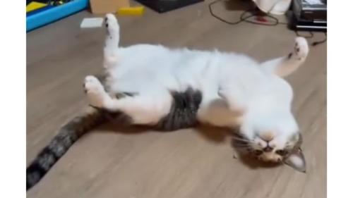 ヘソ天している猫