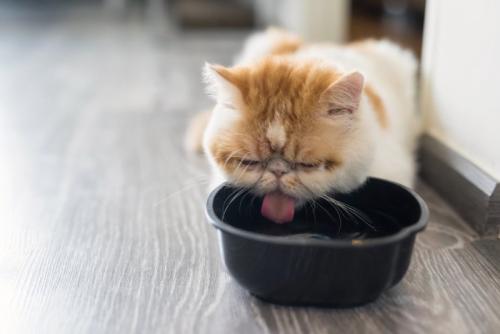 ウォーターボウルから水を飲んでいる猫
