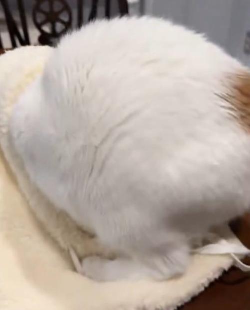 帽子に潜り込もうとする猫のお尻