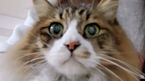 長毛猫ちゃんのお顔