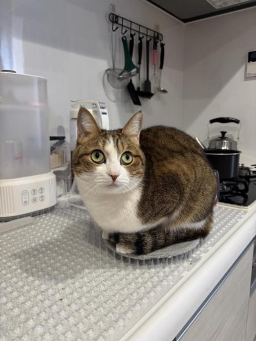 座ってる猫