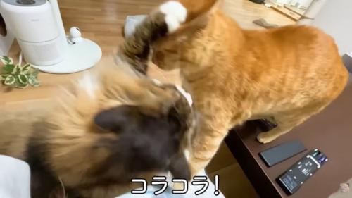 テロップ「コラコラ！」