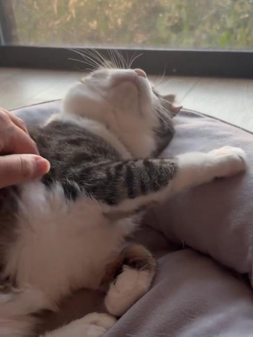 上を向く猫
