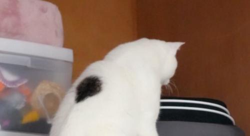 押し入れに入ろうとする猫1
