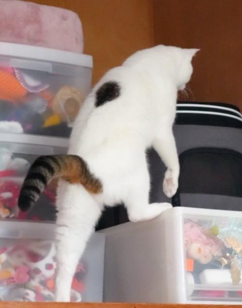 押し入れに入ろうとする猫4